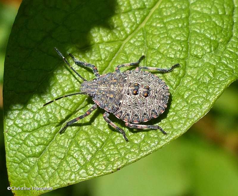 Stinkbug nymph (Brochymena sp.)