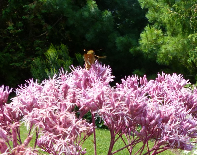 Leonard's skipper (Hesperia leonardus)