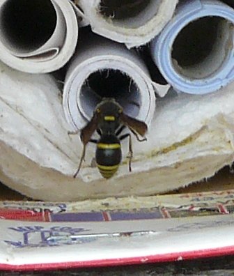 Ancistrocerus wasp