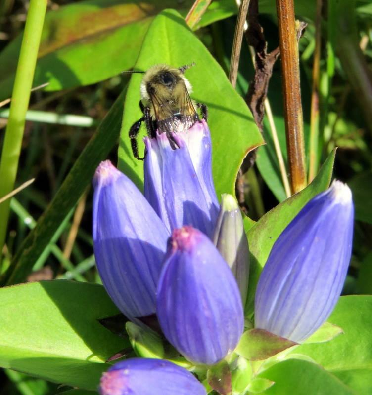 Bumble bee on gentian