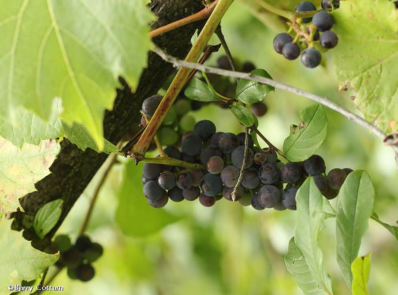 Wild grapes (Vitis riparia)
