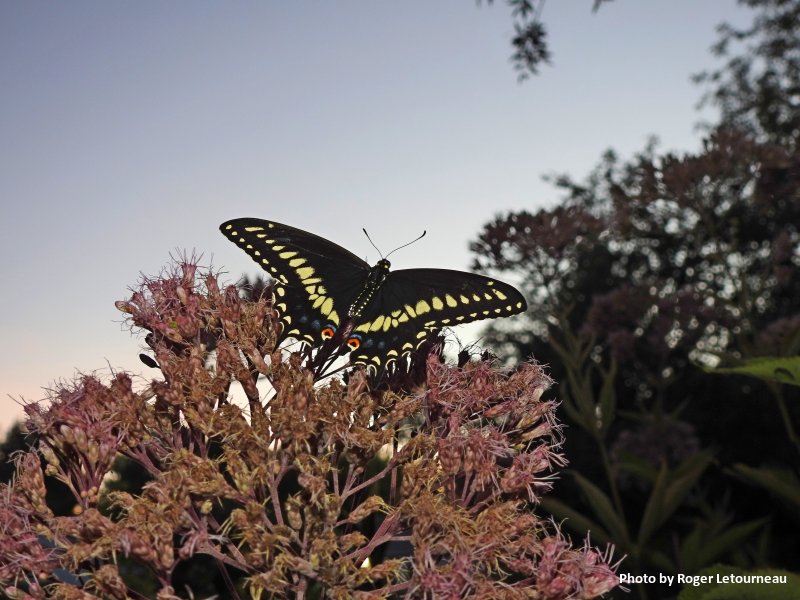 Black Swallowtail butterfly on Joe-Pye weed