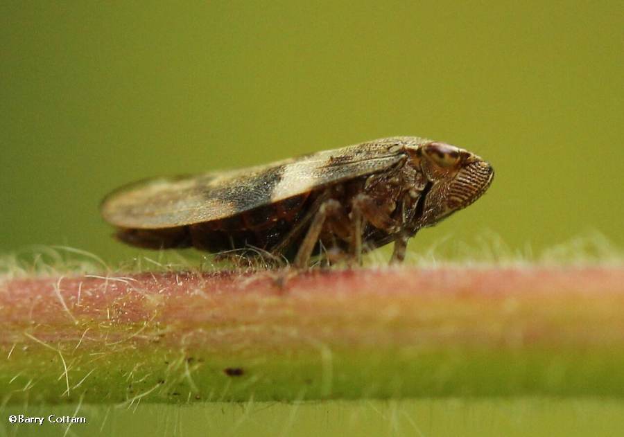 Possiblly Meadow spittlebug  (<em>Philaenus spumarius</em>)