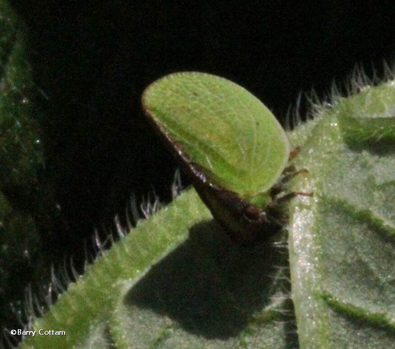 Planthopper (Acanalonia)