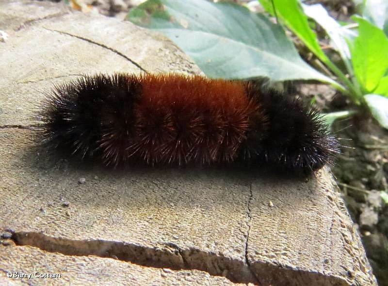 Woolly bear caterpillar (Pyrrharctia isabella), #8129