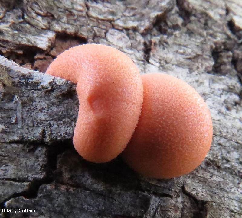 Slime mould (Lycogala epidendrum)