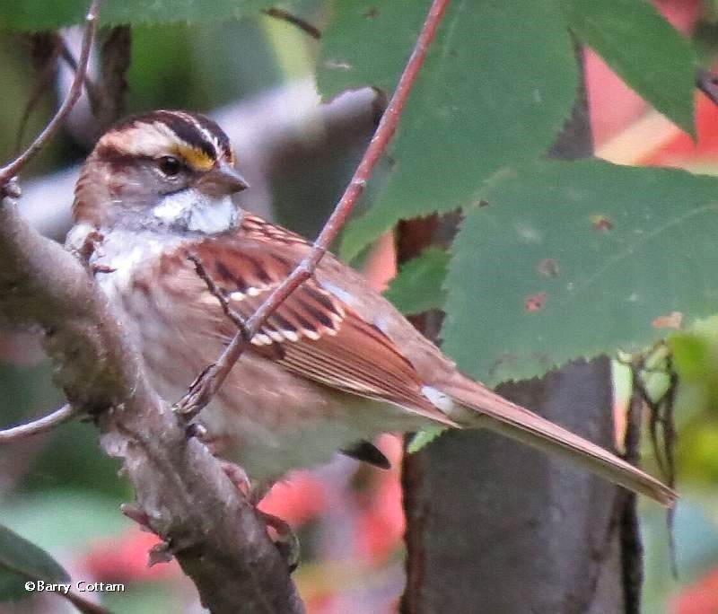 White-throated sparrow