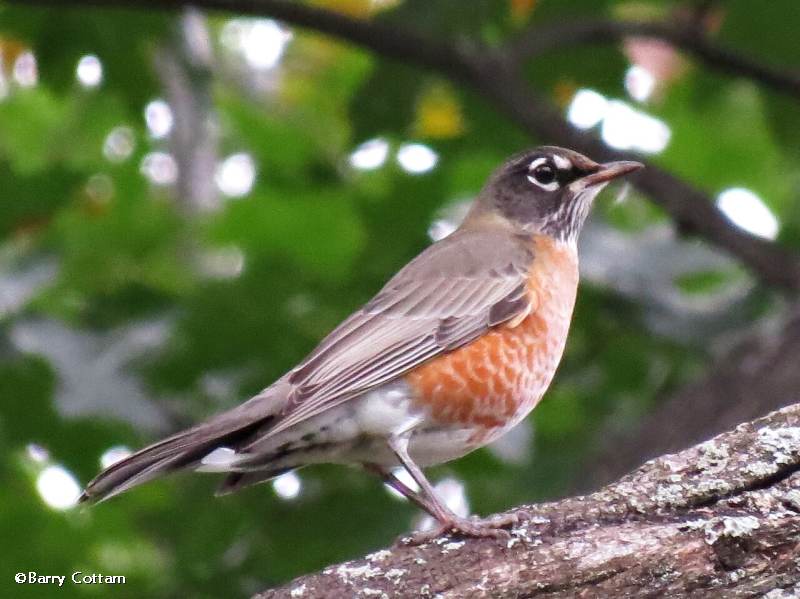 American robin