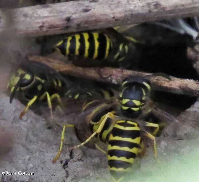 Yellowjackets (Vespula sp.) around nest hole