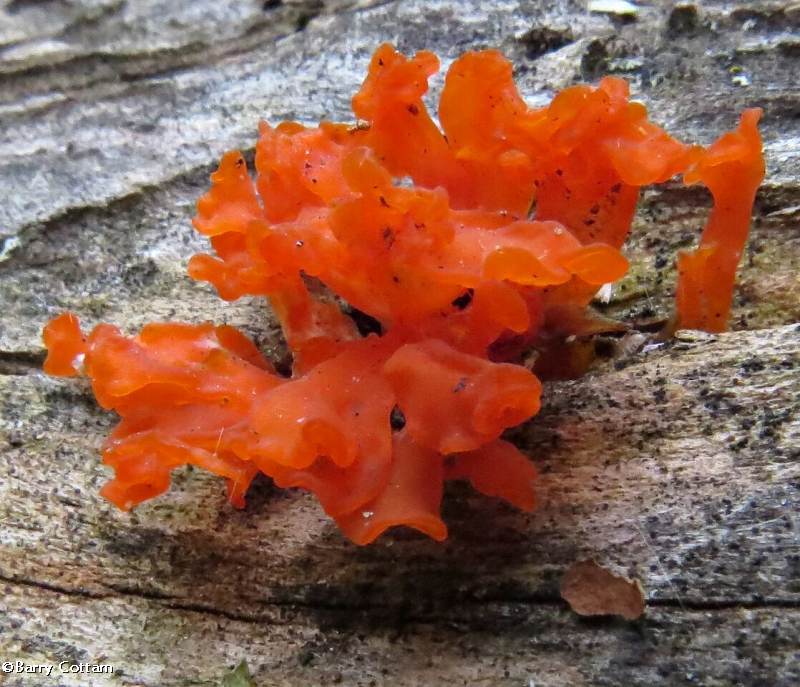 Orange jelly fungus  (Dacrymyces)