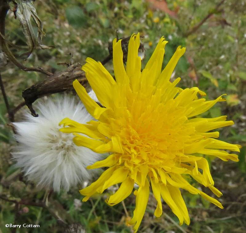 Sow-thistle (Sonchus)
