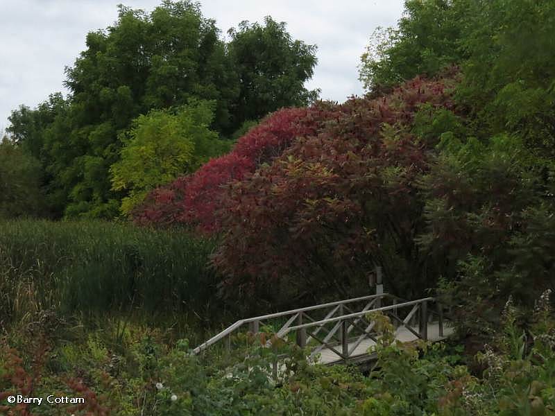 Amphibian pond in early autumn