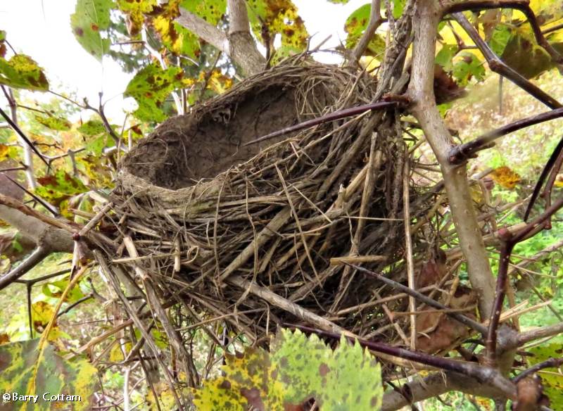 American Robin nest