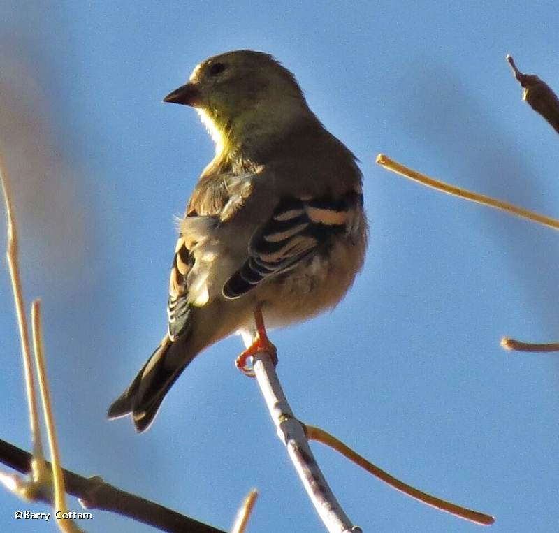 American goldfinch in winter plumage