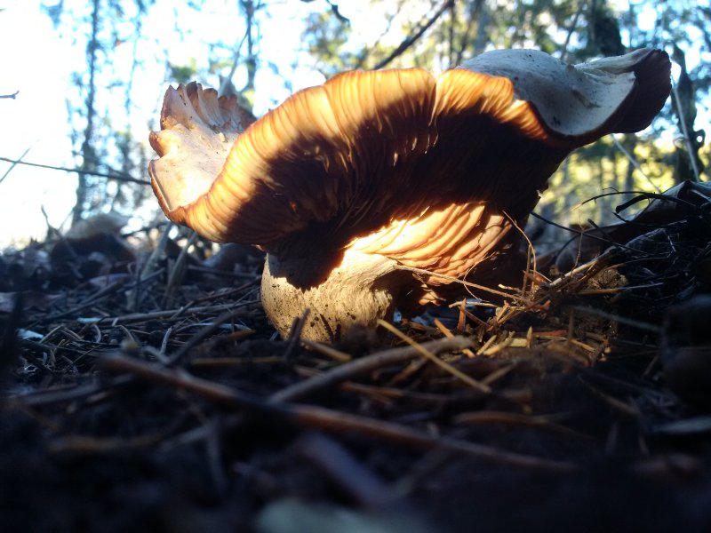 Gilled mushroom