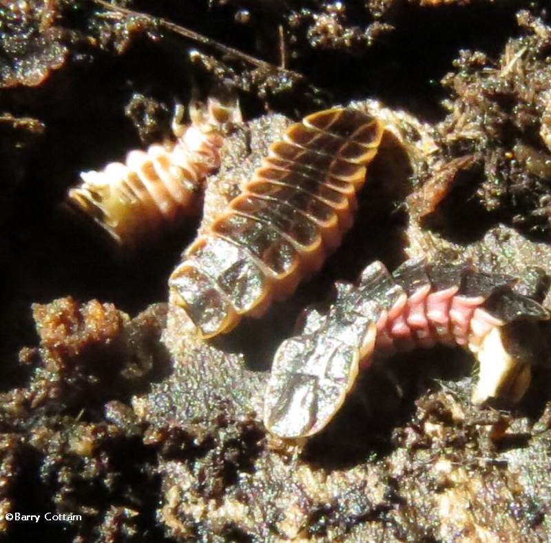 Firefly larvae (Lampyridae)