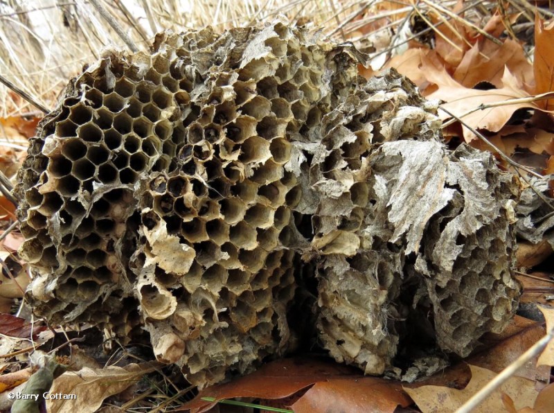 Bald-faced hornet nest  (Dolichovespula maculata)