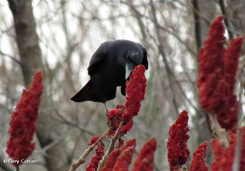 Crow at sumac