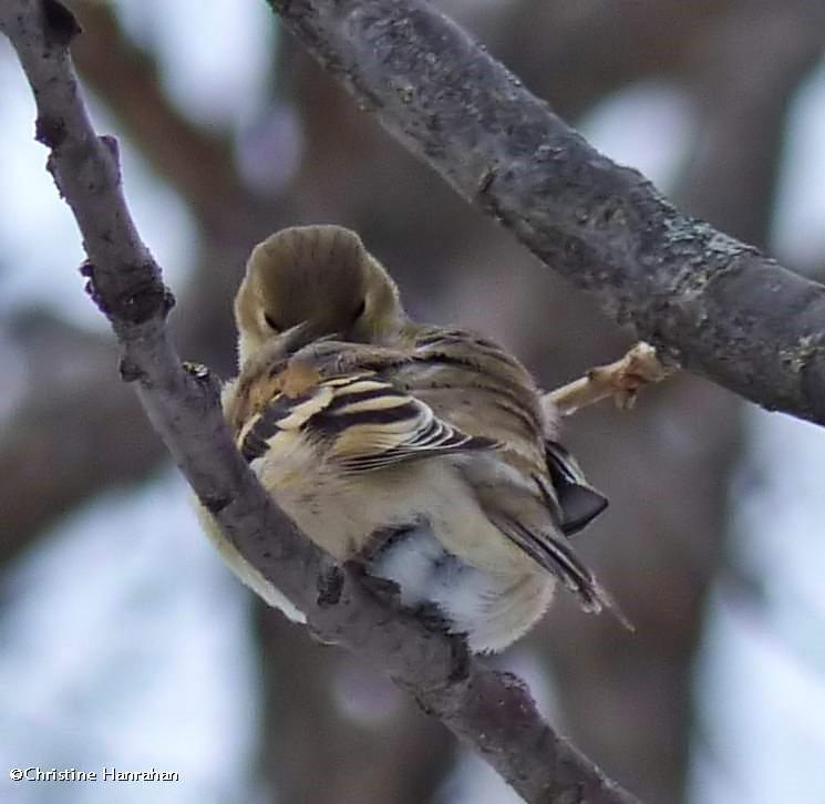 American goldfinch in winter plumage