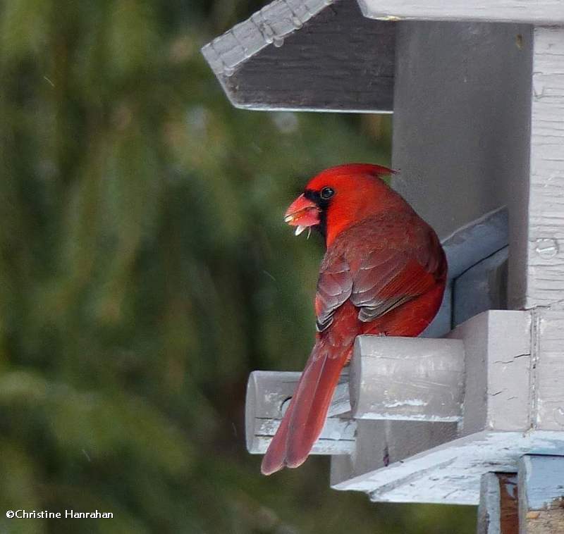 Northern cardinal