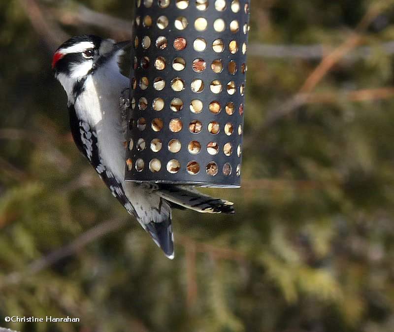 Downy woodpecker, male