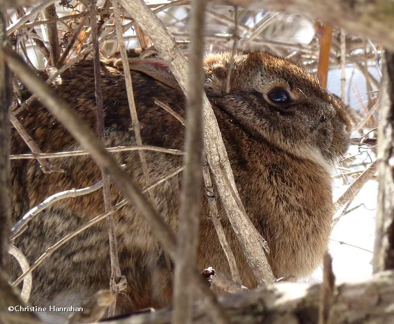 Eastern cottontail rabbit