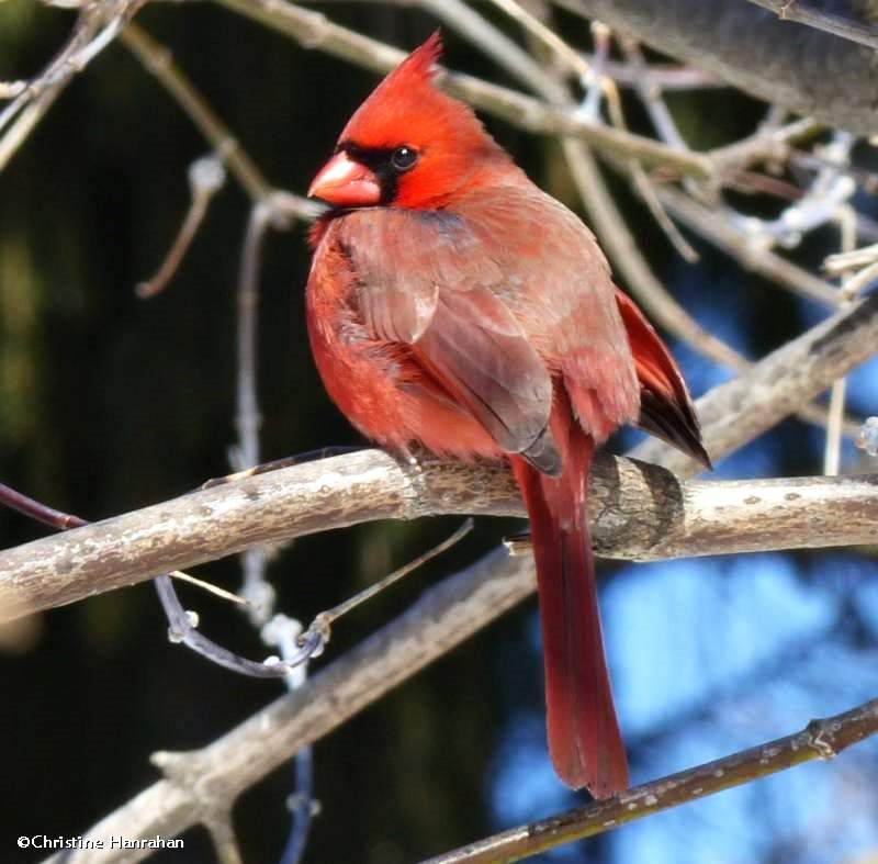 Northern cardinal, male