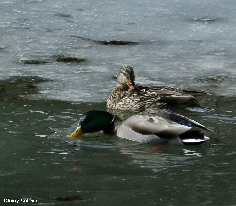 Mallards