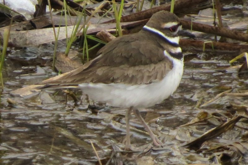 Killdeer