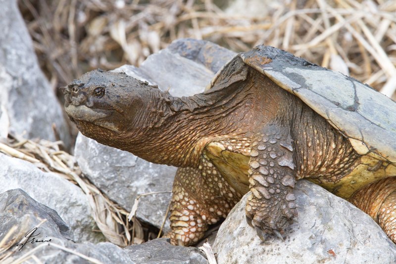 Snapping turtle (Chelydra serpentina)
