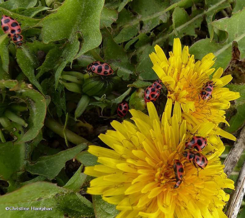 Spotted lady beetle (Coleomagilla maculata)