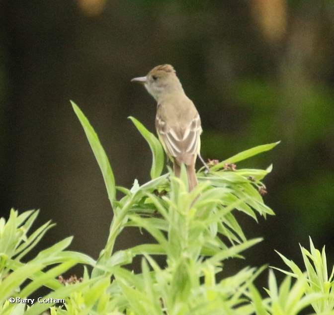 Great crested flycatcher