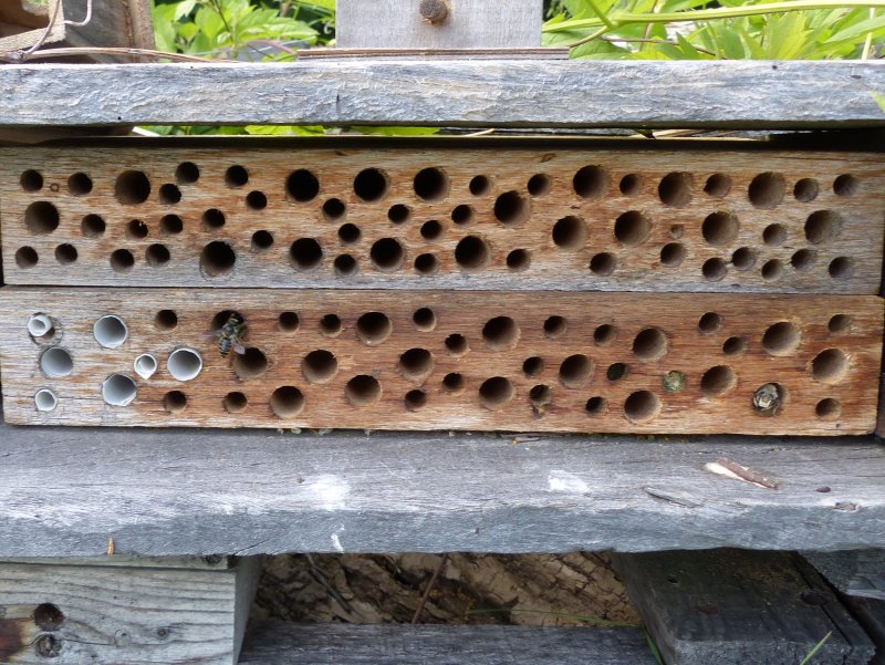 Leafcutters using our insect hotel