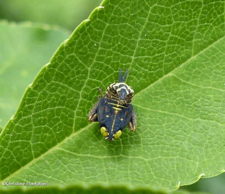 Leafhopper nymph (Coelidia olitoria) 