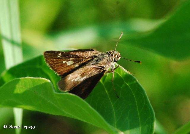 Little glassywing skipper (Pompeius verna)