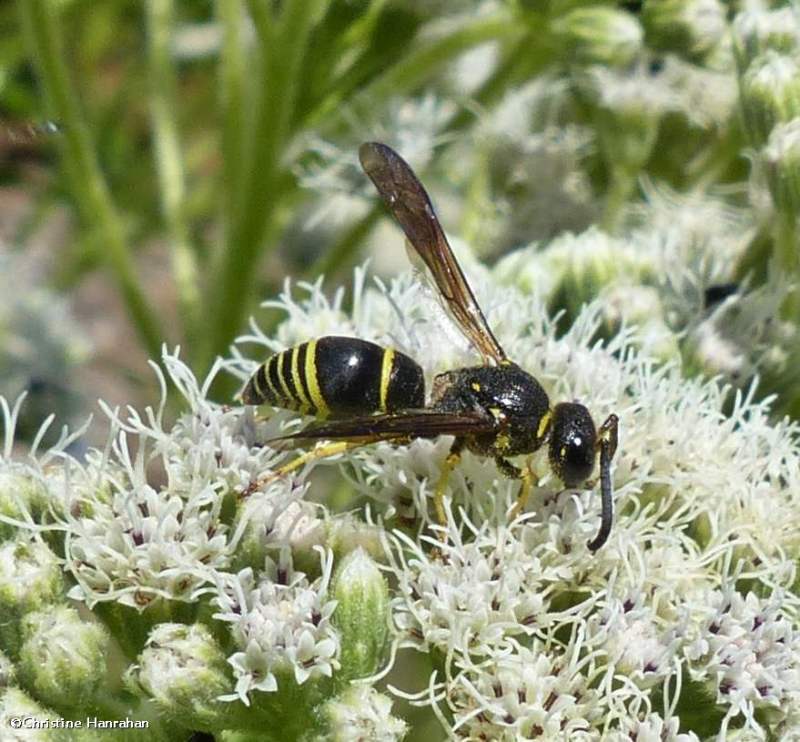 Potter wasp, either Ancistrocerus or Euodynerus