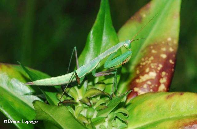 Praying mantis  (Mantis religiosa)