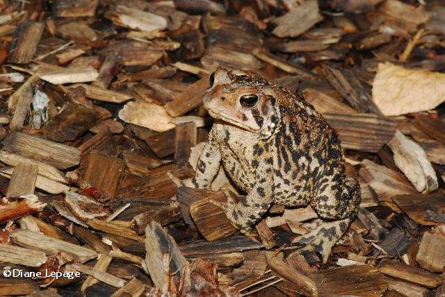 American toad (Bufo americanus)