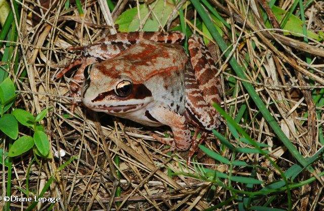 Wood frog  (Lithobates sylvatica)