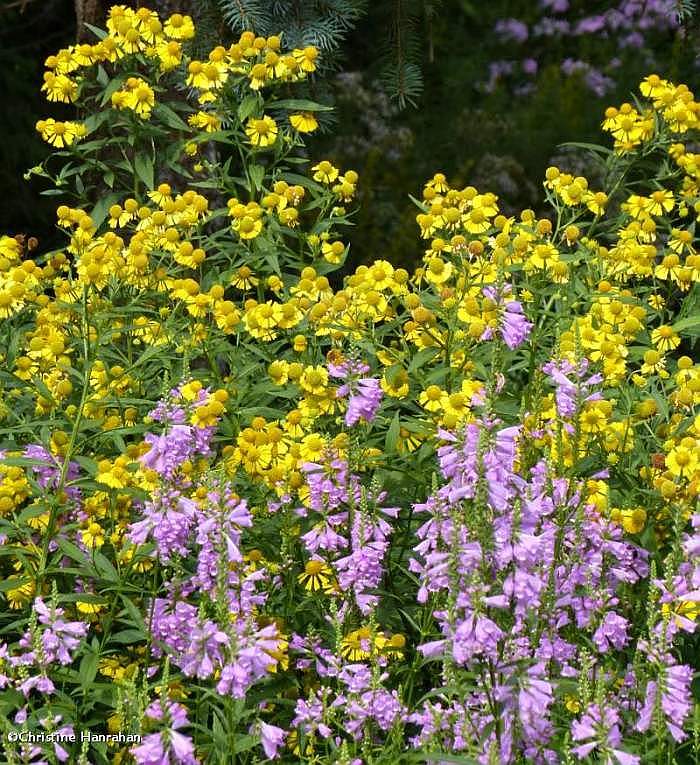 Sneezeweed (Helenium autumnale) and obedient plant (Physostegia virginiana)