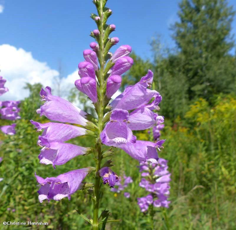 Obedient plant (Physostegia virginiana)