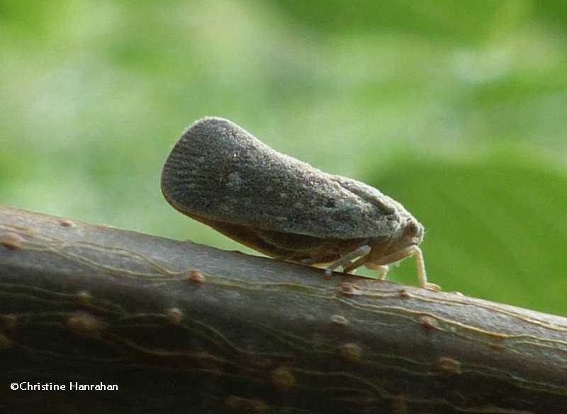 Citrus flatid planthopper  (Metcalfa pruinosa)