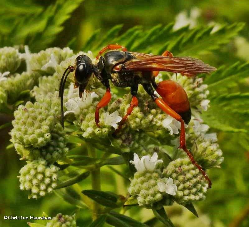 Great golden digger wasp (Sphex ichneumoneus)