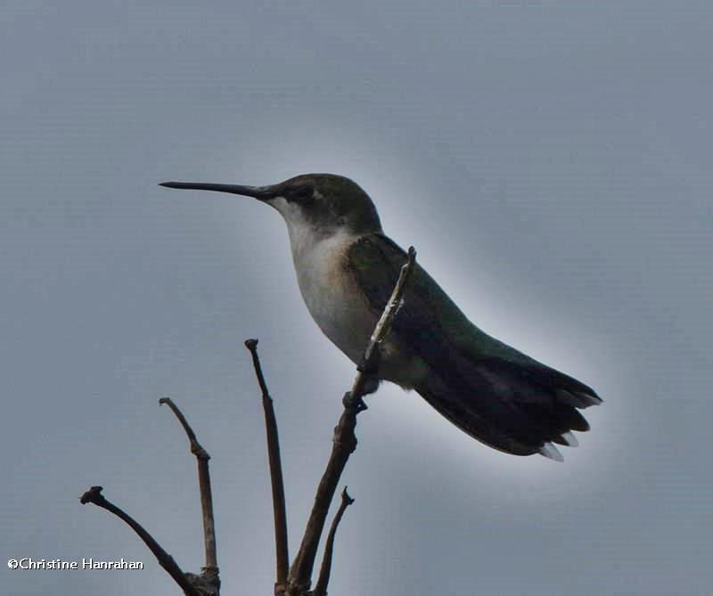 Ruby-throated hummingbird