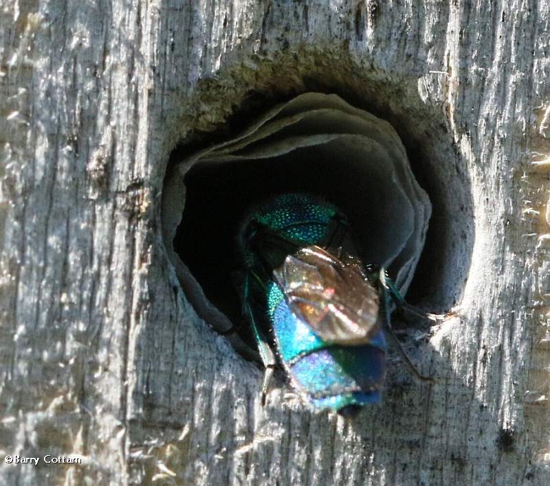 Cuckoo wasp (Chrysis sp.)