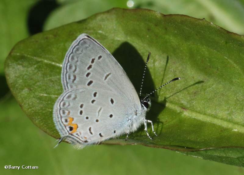 Eastern tailed blue butterfly  (Cupido comyntas)