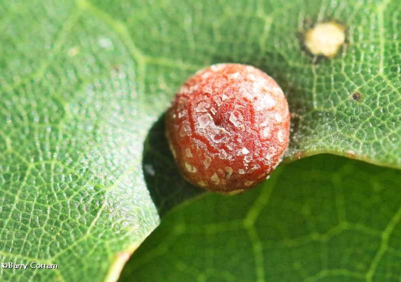 Gall on red oak