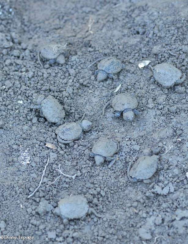Nine Snapping turtle hatchlings (Chelydra serpentina)