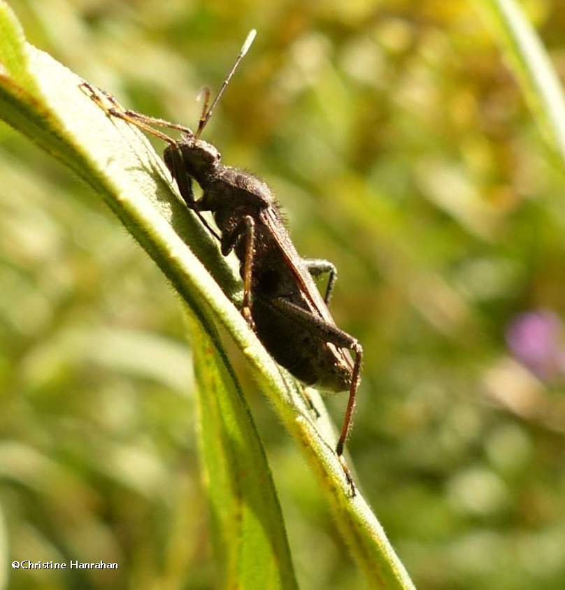 Broad-headed bug (<em>Alydus</em>)