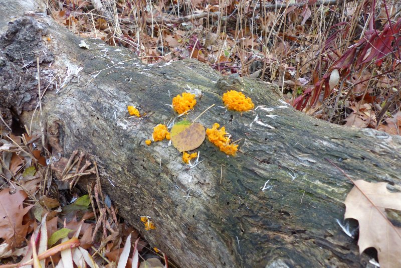 Jelly fungus